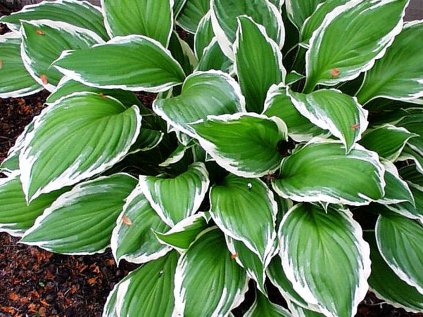 3024 bohyska zvlnena albomarginata