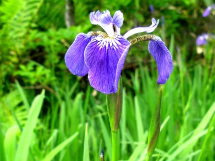 3030 kosatec chlupaty