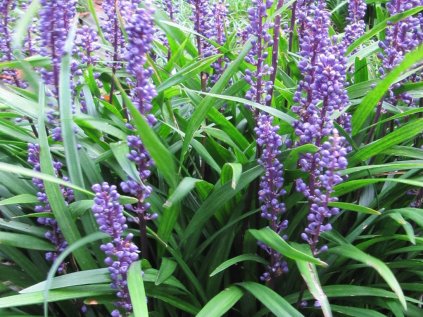 Liriope 'Big Blue'