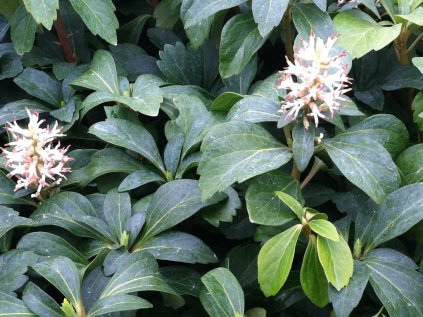 3072 tlustonitnik klasnaty