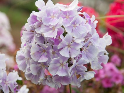 3075 plamenka latnata franz schubert