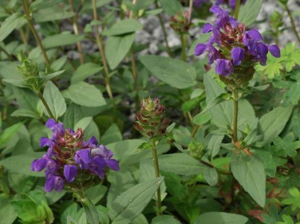 3090 cernohlavek velkokvety