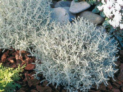 3096 svatolina cypriskova