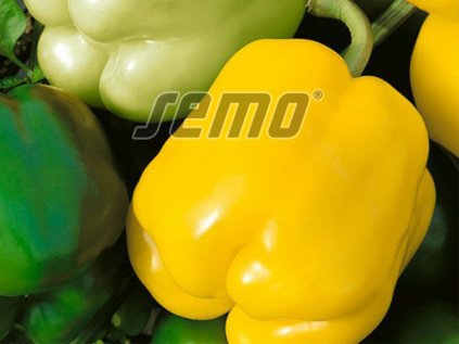 Paprika zeleninová sladká Gelby F1 | Capsicum annuum