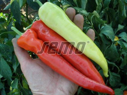 Paprika zeleninová sladká Semaroh | Capsicum annuum