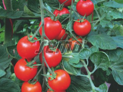 Rajče tyčkové koktejlové Bejbino F1 | Solanum lycopersicum