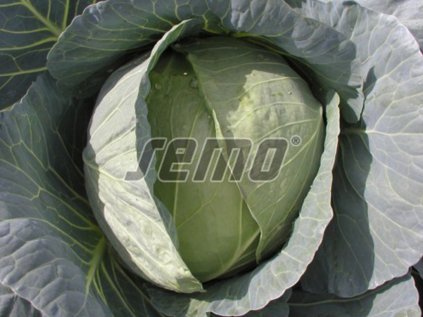 Zelí bílé | Brassica oleracea var. capitata