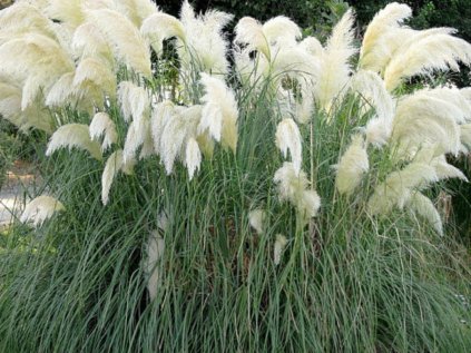 Kortaderie dvoudomá 'White Feather' | Cortaderia selloana  'White Feather'