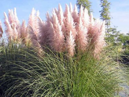 3489 kortaderie dvoudoma pink feather