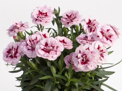 Hvozdík karafiát 'Oscar® Purple Star´19' | Dianthus caryophyllus Oscar® Purple Star ´19