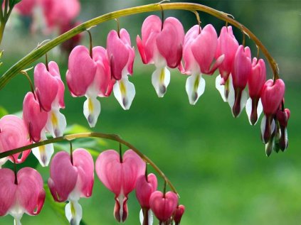 Srdcovka nádherná | Dicentra spectabilis