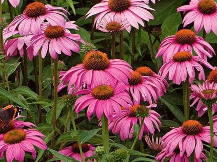 Třapatka nachová 'Magnus' | Echinacea purp. 'Magnus'