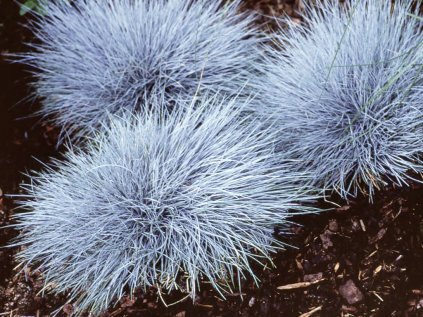 Kostřava popelavá 'Eisvogel'