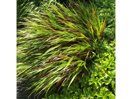 3534 rakosnik japonsky beni kaze