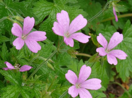 Kakost Endresův 'Wargrave Pink'