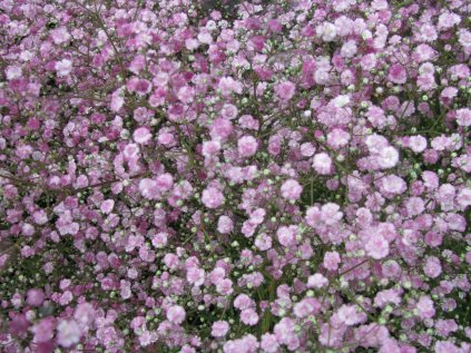 Šater latnatý 'Rosenschneier' | Gypsophila paniculata