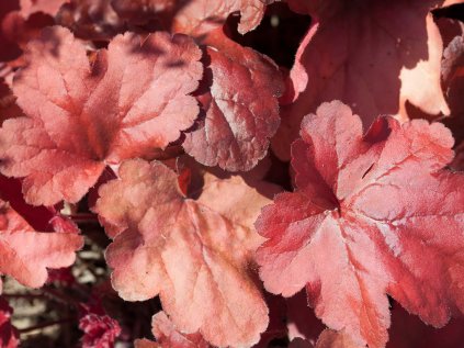 3570 dluzicha fire alarm