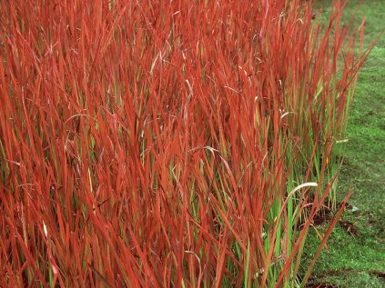 Imperata válcovitá 'Red Baron'