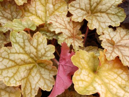 3576 dluzicha ginger ale