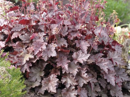 3579 dluzicha americka palace purple