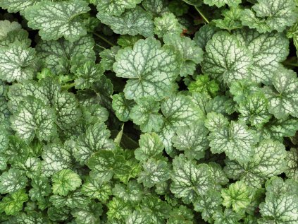 Dlužicha 'Peppermint'