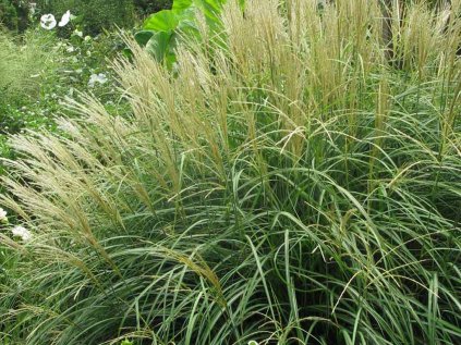 Ozdobnice čínská 'Adagio' | Miscanthus sinensis 'Adagio'