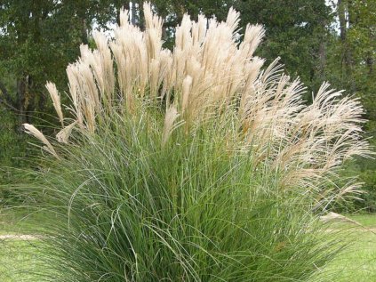 Ozdobnice čínská 'Gracillimus' | Miscanthus sinenesis 'Gracillimus'