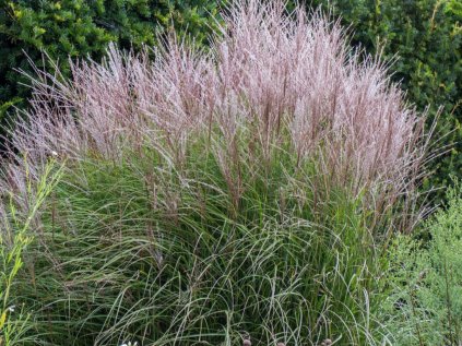 Ozdobnice čínská 'Kleine Fontäne' | Miscanthus sinensis 'Kleine Fontäne'