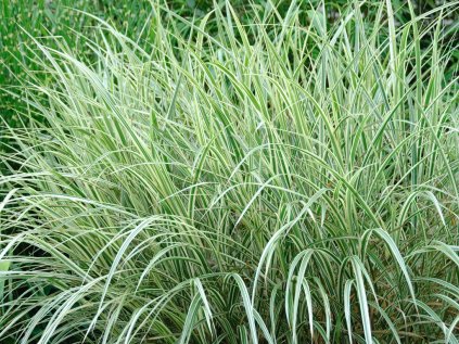 3600 ozdobnice cinska variegatus