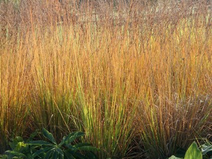 3603 bezkolenec modry heidebraut