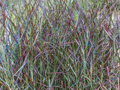 Proso prutnaté 'Blood Brothers' | Panicum virgatum 'Blood Brothers'