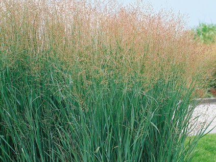 3612 proso prutnate heavy metal