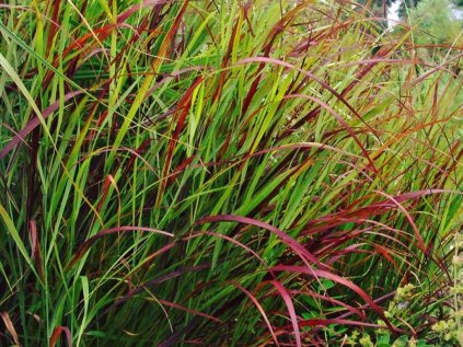 Proso prutnaté 'Rotstrahlbusch' | Panicum virgatum 'Rotstrahlbusch'