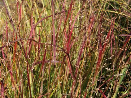 Panicum shenandoh