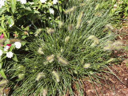 Dochan psárkovitý 'Little Bunny' | Pennisetum alopecuroides 'Little Bunny'