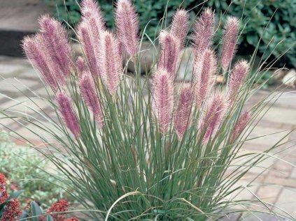 3627 dochan psarkovity red head