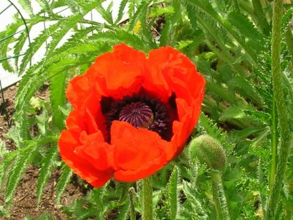 3633 mak vychodni nana allegro