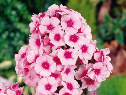 Plaménka latnatá 'Bright Eyes'
