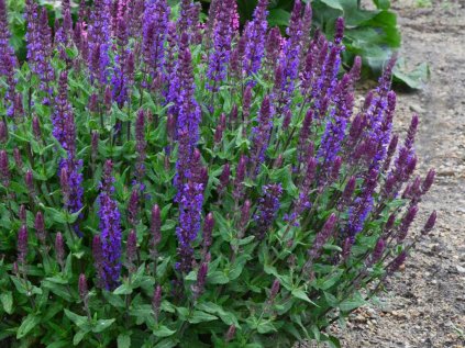 3651 salvej hajni new dimension blue