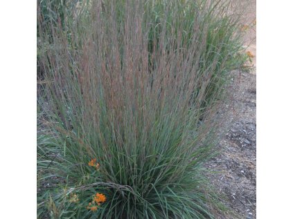 Vousatice metlatá 'Blue Heaven' | Schizachyrium scoparium 'Blue Heaven'