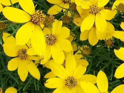 Krásnoočko přeslenité 'Zagreb' | Coreopsis verticillata Zagreb