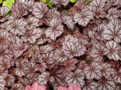 Dlužicha 'Frost' | Heuchera 'Frost'