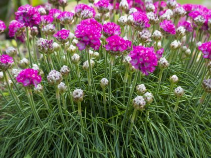 3678 travnicka primorska laucheana