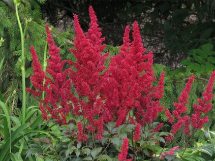 Čechrava Arendsova 'Etna' | Astilbe x arendsii 'Etna'