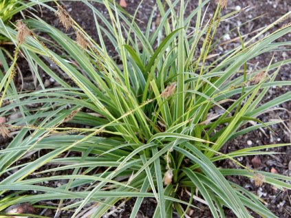 Ostřice 'Variegata' | Carex brunnea 'Variegata'