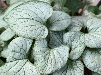 Pomněnkovec velkolistý 'Silver Heart' | Brunnera macrophylla 'Silver Heart'