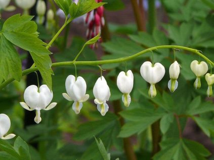 Srdcovka nádherná 'Alba' | Dicentra spectabilis 'Alba'