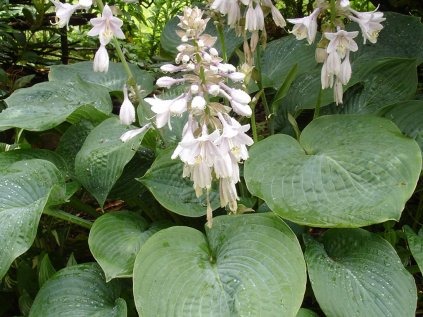 Bohyška sieboldova 'Elegans'