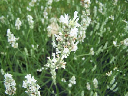 3705 lavandula white