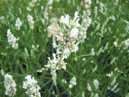 lavandula white